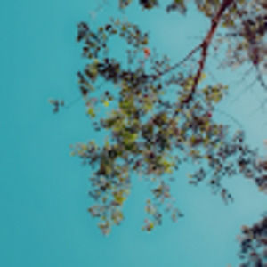 Meet your Posher, Selma